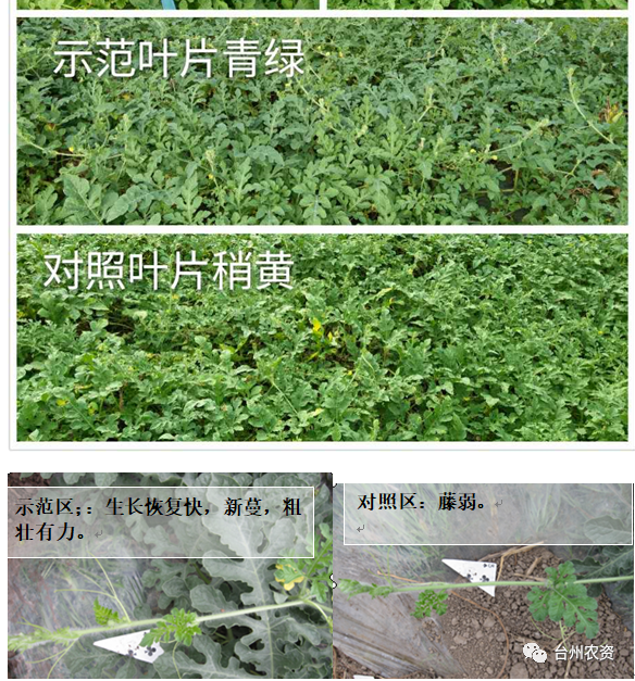 臺(tái)州農(nóng)資 臺(tái)州農(nóng)資