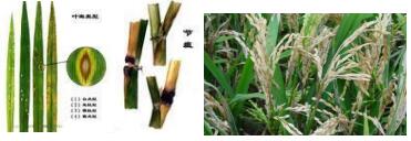 臺(tái)州農(nóng)資 臺(tái)州農(nóng)資